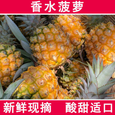 【香水小菠萝】广东徐闻菠萝热带水果新鲜小菠萝迷你菠萝除味当季