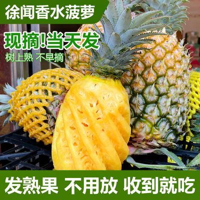 【抢购中】徐闻香水菠萝应季新鲜香甜水果大小菠萝非凤梨整箱批发