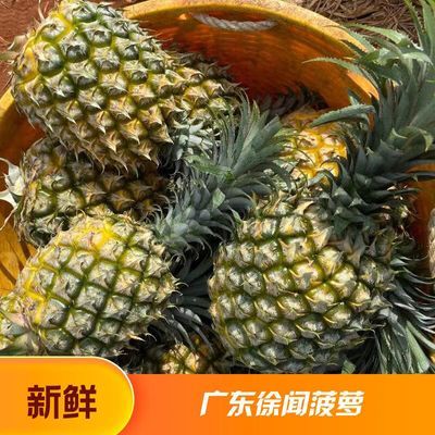 徐闻香水大菠萝新鲜大菠萝现摘现发除味菠萝整箱批发9-10斤非凤梨