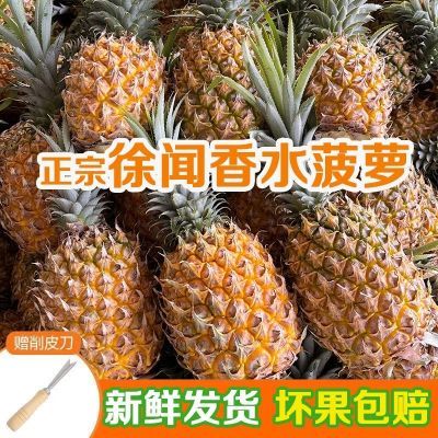 正宗徐闻香水菠萝树上熟 新鲜现摘当季菠萝水果