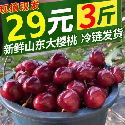 山东果园现摘现发整箱3斤5斤包邮国产车厘子烟台大樱桃新鲜孕妇3j