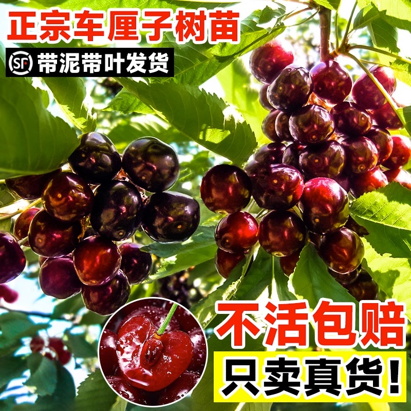 车厘子树苗樱桃树苗矮化特大樱桃果树庭院名贵南北方种植盆栽蓝莓