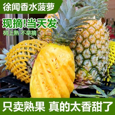 【徐闻产地价】香水菠萝当季新鲜香甜水果大小菠萝非凤梨整箱批发