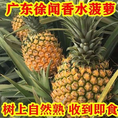 广东徐闻香水菠萝 树上现摘新鲜水果产地直发