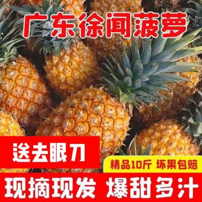 现摘树上熟徐闻菠萝广东新鲜大菠萝脆甜水果香甜多汁应季水果当季