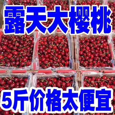 山东大樱桃美早红灯国产车厘子现摘新鲜水果孕妇零食3斤5斤烟台【5月17日发完】