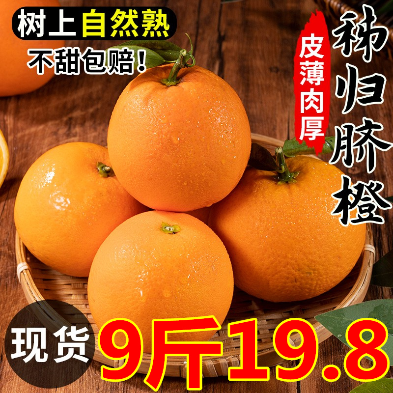 湖北秭归脐橙10斤大果新鲜橙子当季水果冰糖5斤果冻春橙3伦晚夏橙