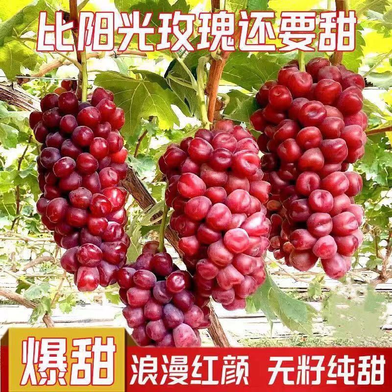 【带原土带叶发货】葡萄树苗盆栽地阳台栽庭院南北方种植当年结果