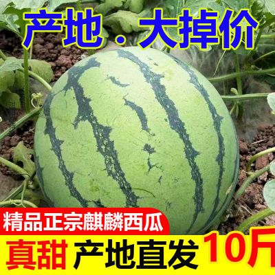 【正宗】现摘麒麟超甜薄皮8424西瓜应季批发整箱无籽有籽新鲜水果