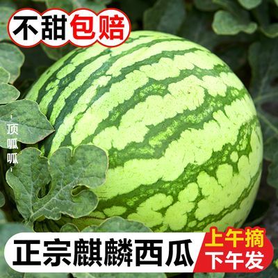 【今日推荐】现摘麒麟薄皮西瓜8424新鲜水果当应季整箱大西瓜批发