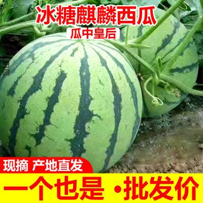 【冰糖麒麟】正宗麒麟西瓜超甜8424薄皮现摘应季无籽有籽新鲜水果