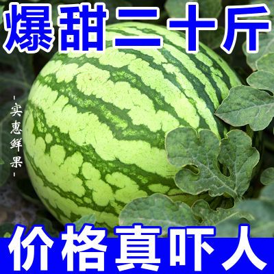 【视频同款】正宗麒麟西瓜8424超甜大西瓜新鲜应季薄皮水果整箱