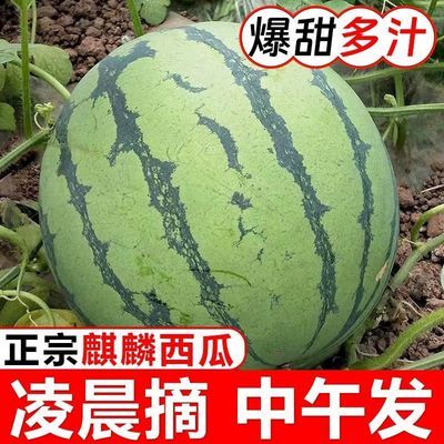 云南麒麟西瓜现摘现发新鲜应季水果一整箱包邮超甜薄皮小西瓜