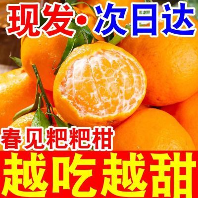 【店长补帖】四川春见耙耙柑正宗粑粑柑橘子新鲜应季水果整箱桔子