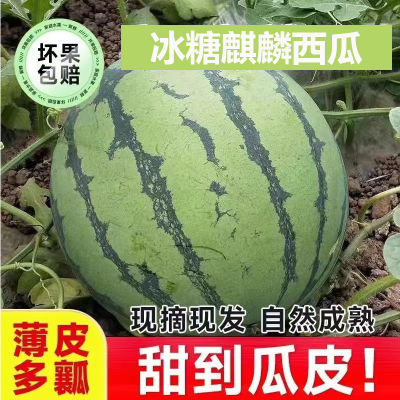 【下单即发】正宗超甜8424冰糖麒麟西瓜现摘薄皮无籽批发新鲜水果