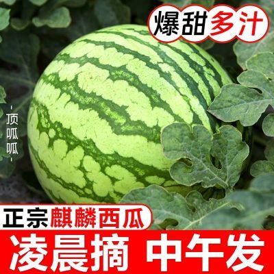 【视频同款】正宗麒麟西瓜8424超甜大西瓜新鲜应季薄皮水果整箱