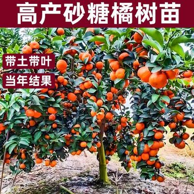 正宗嫁接无籽砂糖橘苗盆地栽无核沙糖桔南方北方果树苗当年结果