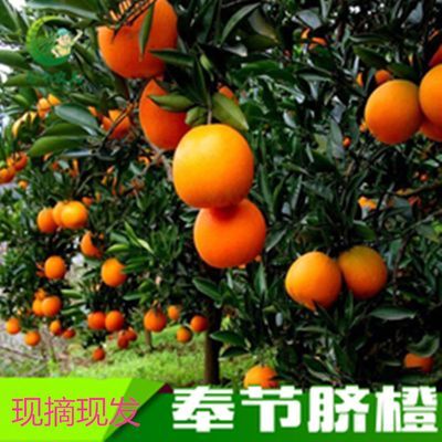 奉节脐橙橙子整箱10斤20斤新鲜应季水果直发整箱薄皮大果正宗当季