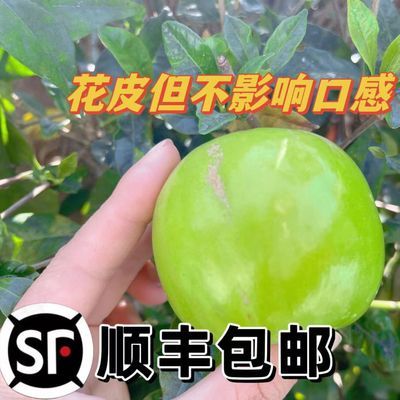 (花皮糖斑)顺丰包邮苹果枣脆甜爽口饱满多汁正宗一枣三味水果