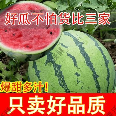 【特价】云南高山西瓜水果新鲜非美都麒麟瓜批发薄皮沙瓤爆甜多汁