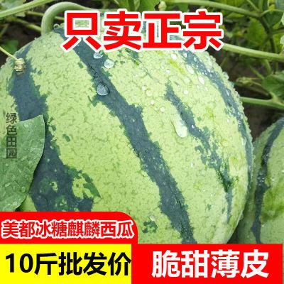 【正宗美都麒麟】超甜西瓜8424薄皮现摘应当季无籽有籽新鲜水果