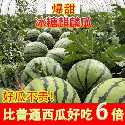 新鲜正宗麒麟8424西瓜现摘冰糖皮薄少籽无籽当季麒麟薄皮水果批发