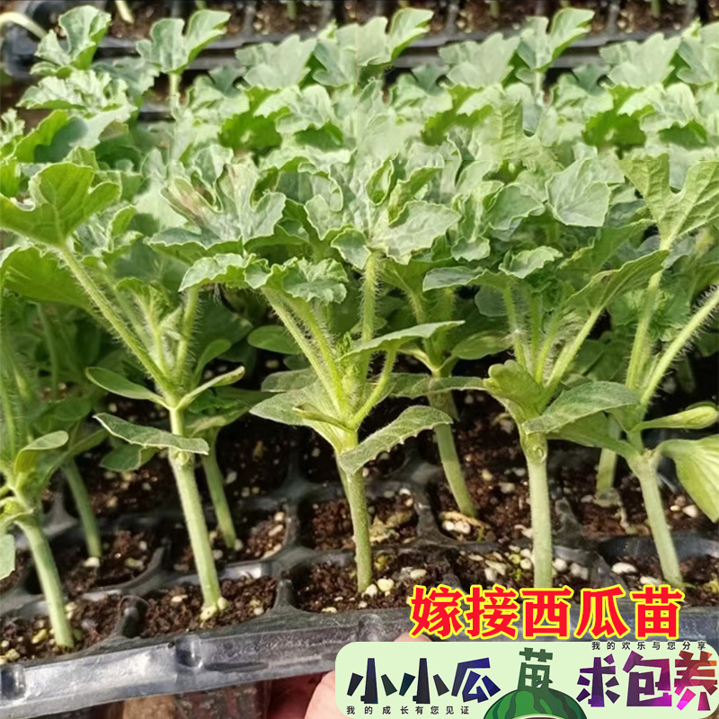 西瓜苗嫁接苗无籽8424麒麟瓜阳台盆栽种植早熟南方春夏季果蔬育苗