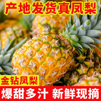 正宗云南金钻凤梨新鲜水果当季现摘树上熟爆甜大果整箱5斤非菠萝