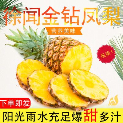 【正宗徐闻】金钻凤梨新鲜当季即食手撕凤梨直发菠萝海南金钻凤梨