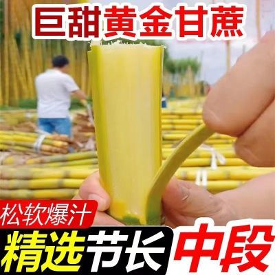 【大降价】现砍中段正宗黄皮甘蔗新鲜超甜黑皮黄金甜杆1/10斤批发