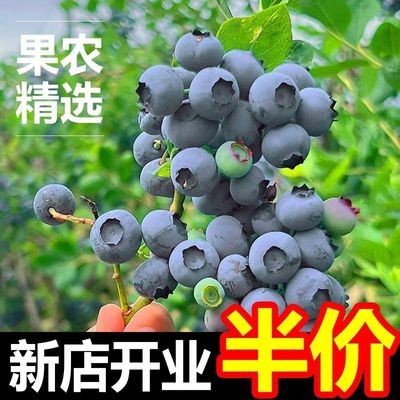 【顺丰包邮】新鲜蓝莓大果孕妇当季蓝莓一整箱批发蓝莓新鲜鲜果