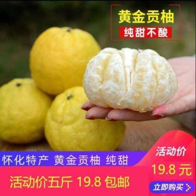 怀化黄金贡柚新鲜水果象山青雪峰小柚子10斤包邮食用农产品湖南省