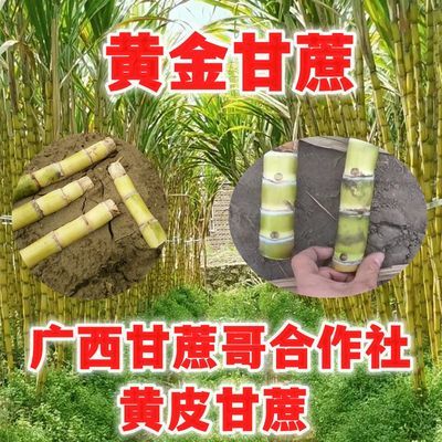 大量批发价广西黄皮甘蔗黄金甘蔗绿皮甘蔗青皮甘蔗