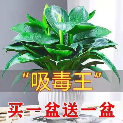 大叶金钻绿公主盆栽水培养绿植物花卉客厅办公室内净化空气吸甲醛