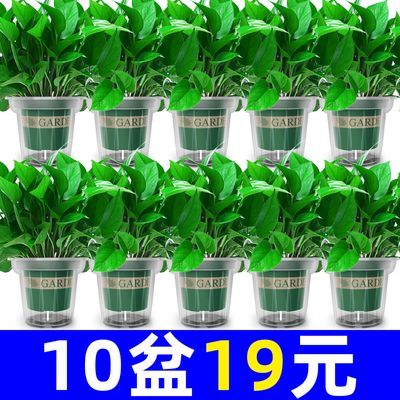 【恰意】绿萝盆栽室内花卉植物新房吸除甲醛绿植水培长藤绿箩批发