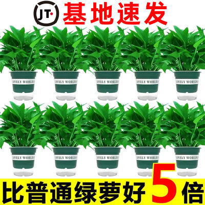 绿萝盆栽室内花卉植物吸除甲醛绿植水培好养长藤垂吊大叶绿箩批发