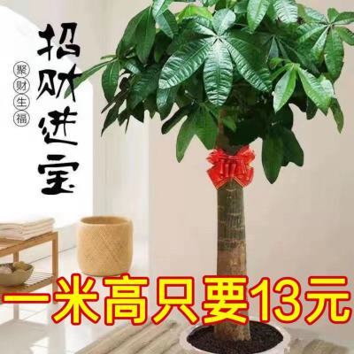 发财树大盆栽客厅大型室内植物开业乔迁送礼办公室绿植乔迁新居