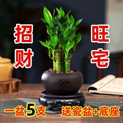 【精品】步步高富贵竹荷花竹水养盆栽办公室内绿植客厅摆放吸甲醛