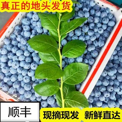 应季新鲜蓝莓水果现摘现发蓝莓鲜果4盒500G  孕妇宝宝水果