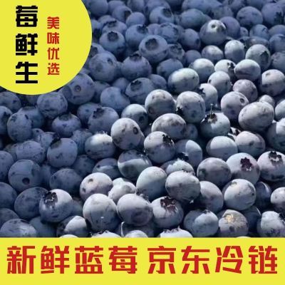 蓝莓10斤现摘新鲜蓝莓打果汁蓝莓酿酒蓝莓做果酱蓝莓工厂加工散装