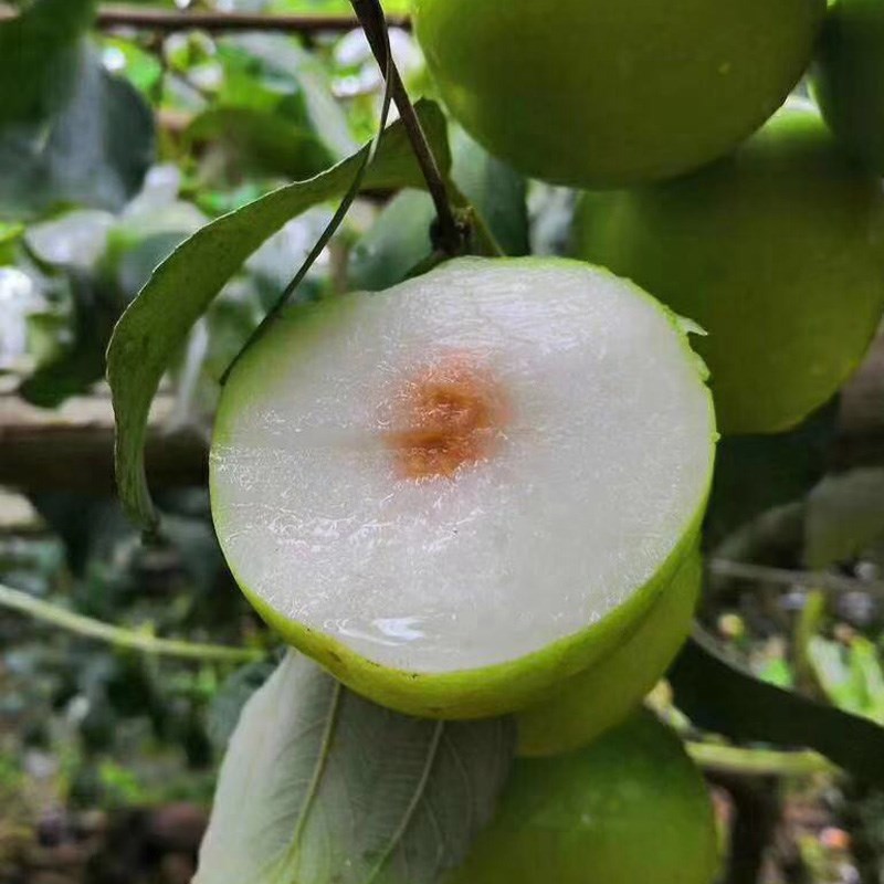 台湾牛奶大青枣 嫁接枣树苗 贵妃蜜枣脆甜水分多全国种植当年结果