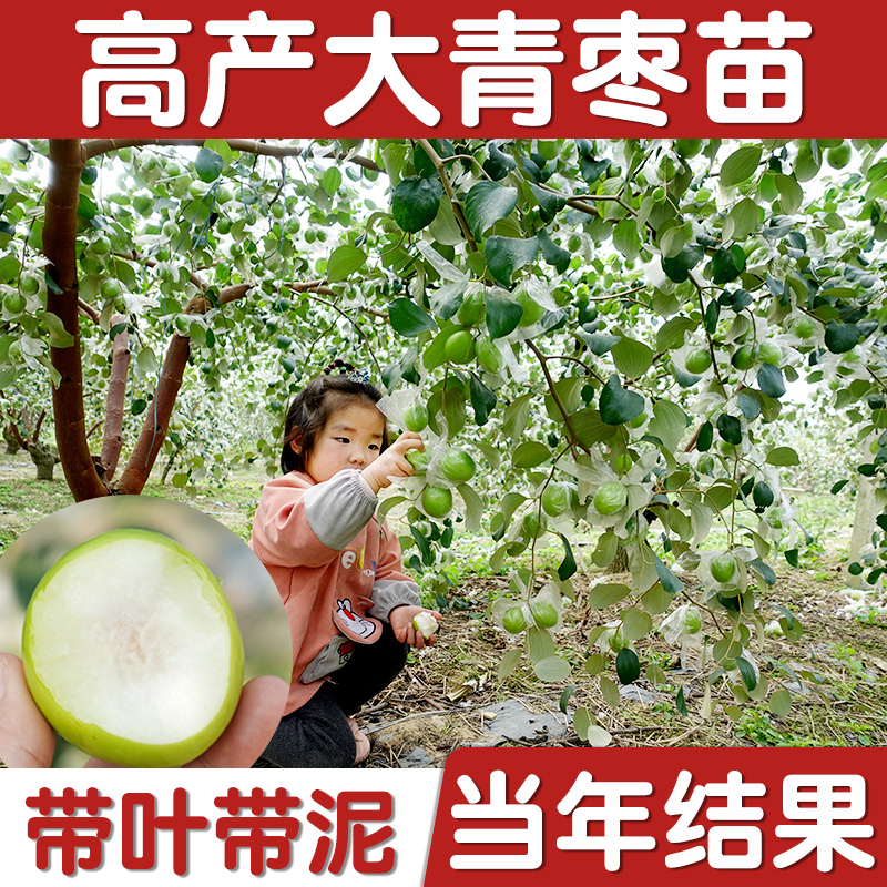 台湾大青枣树苗嫁接苗牛奶苹当年结果特大果南北方种植盆地栽甜脆