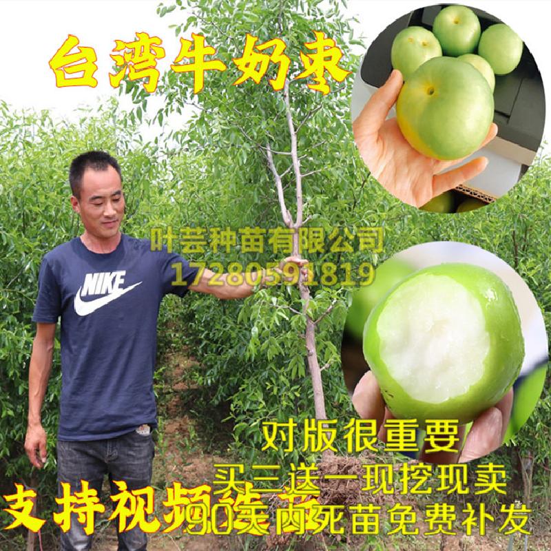 嫁接枣子苗 苹果枣树苗 台湾大青枣树苗牛奶枣苗南方北方种植果树