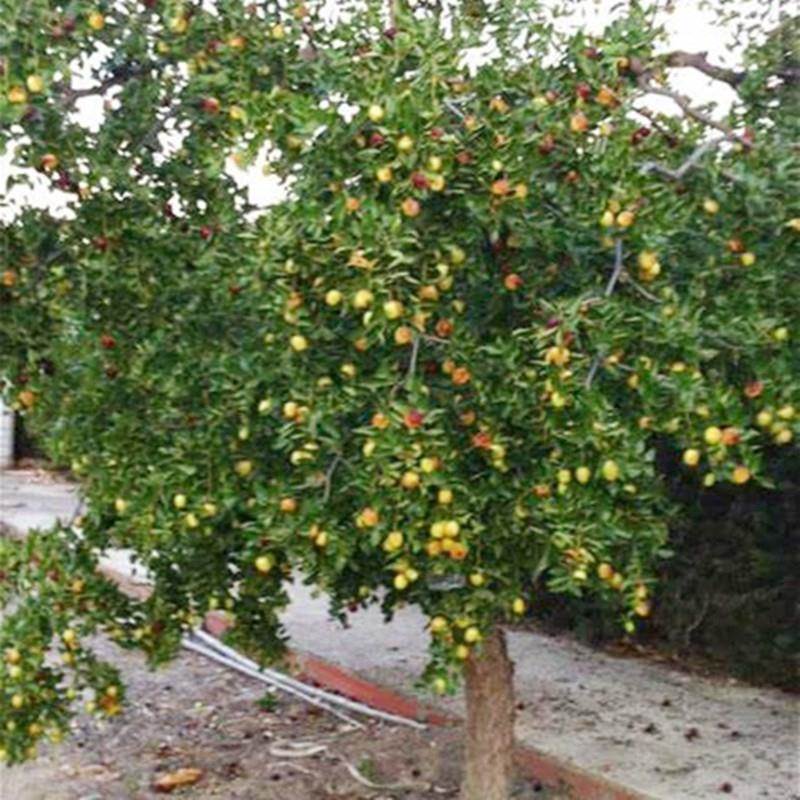 枣树苗贵妃枣庭院地栽盆栽果树苗南方北方种植大青枣梨枣当年结果