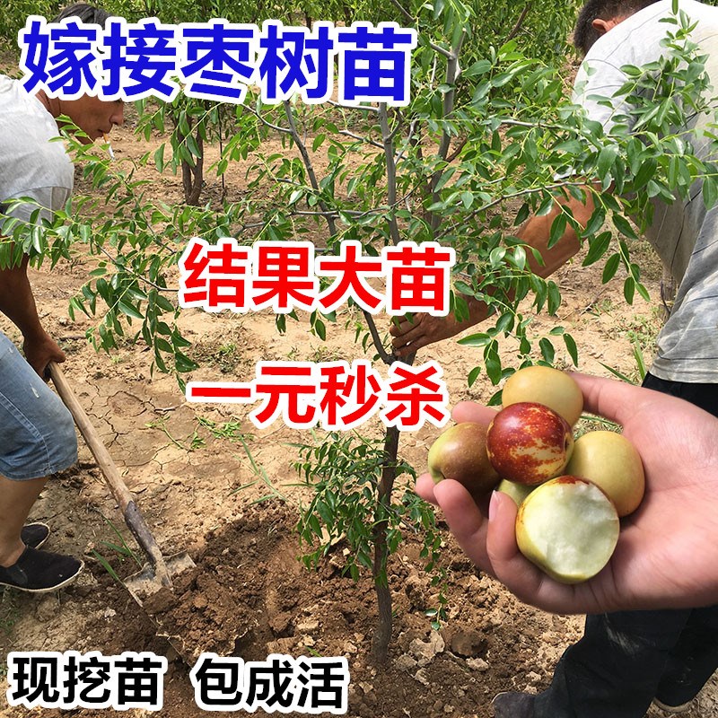 枣树活苗沾化冬枣大青枣南北方种植嫁接果苗盆栽地栽庭院当年结果