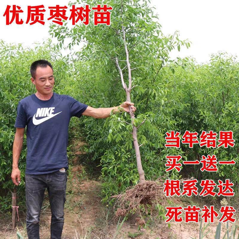 枣树苗冬枣树苗南北方种植盆栽地栽梨枣苗青枣苗红枣苗当年结果树