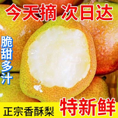 【首单直降】新鲜红香酥贡梨现摘梨子香梨雪梨应季水果梨新鲜整箱