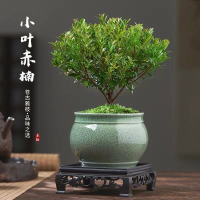 四季常青好养活小叶赤楠盆景植物室内净化空气吸甲醛桌面绿植盆栽