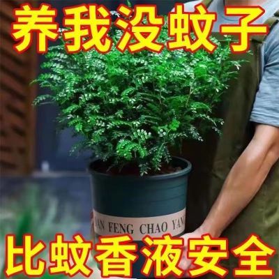 驱蚊虫清香木盆栽正宗胡椒木花卉绿植四季好养净化空气吸甲醛植物