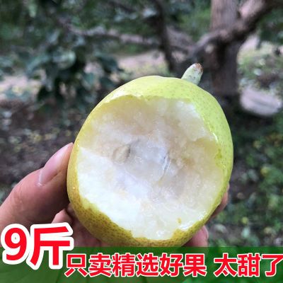 正宗当季库尔勒梨新疆香梨现摘酥梨青皮新鲜水果薄皮梨整箱包邮